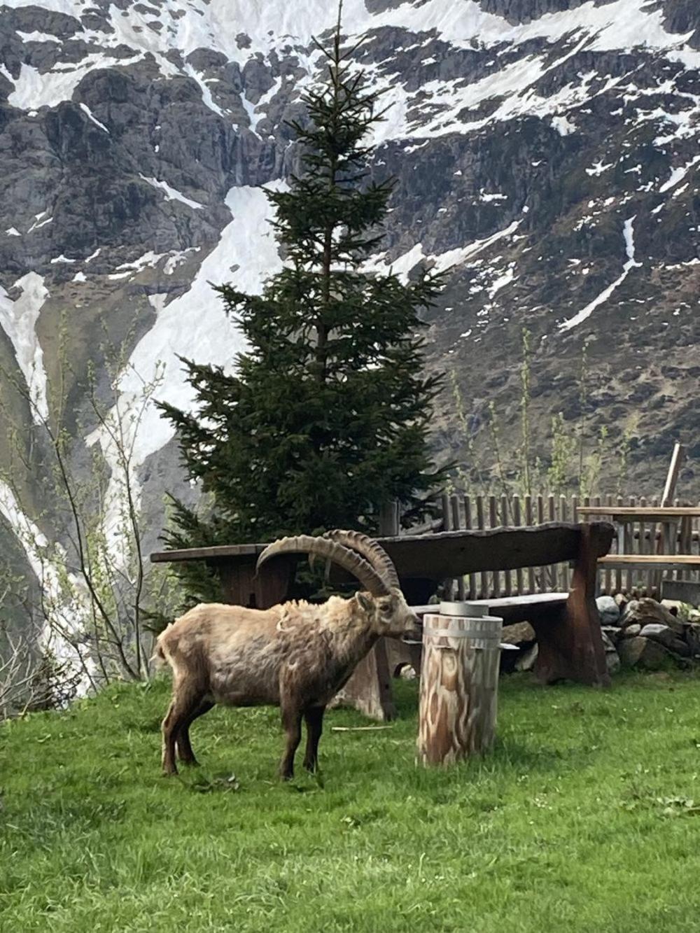 Berggasthaus Tschingelhorn Hotel Stechelberg Kültér fotó